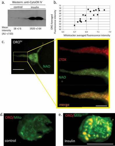 Figure 6. Relationship between lipid bodies, mitochondria and cardiolipins in insulin-treated RBL2H3. (a). Western blot analysis of Cytochrome oxidase IV levels in control and 6 d insulin-treated RBL2H3. AU, arbitrary intensity units from densitometry. (b). Correlation between Mitotracker and ORO staining intensities. Scale bar at left is 10 microns, scale bar at right is 2.5 microns. (c). Co-localization of ORO and NAO staining in RBL2H3 treated for 6d with insulin. (d, e). Matched confocal imaging (all parameters equivalent) of the cell bodies of 2 RBL2H3, control (d) or insulin treated for 6 d (e) stained as indicated with ORO and MitoTracker Green. Scale bars are 10 microns.