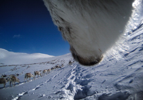 Figure 1. Wild reindeer seasonal migration at Hardangervidda range. Photo: Norwegian Institute for Nature Research.