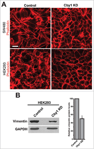 Figure 4. Cby1-KD cells exhibit epithelial characteristics. A. F-actin was visualized by phalloidin in control or Cby1-KD SW480 or HEK293 cells as indicated. Scale bar, 20 μm. B. (Left) Cell lysates from control or Cby1-KD HEK293 cells were subjected to western blotting with the mesenchymal marker vimentin and GAPDH antibodies. The band intensity of vimentin was quantified and normalized to that of GAPDH. The results are expressed as mean ± SEM from at least 3 independent experiments. The control scrambled shRNA is set as 100. * P < 0.05.