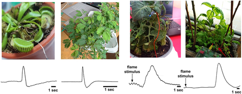 Figure 1. Exemplary single trace data from venus flytrap (Dionaea muscipula), sensitive mimosa (Mimosa pudica), tomato (Solanum lycopersicum), and basil (Ocimum basilicum). The venus and mimosa plants received a tactile stimulus, while the tomato and basil plants received a flame stimulus.