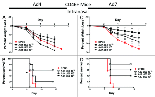 Figure 5. Protection by mucosal intranasal immunization in human CD46+ transgenic mice. Groups of 5 female CD46+ mice were immunized intranasally with 10-fold serial dilutions of Ad4 or Ad7 expressing the centralized HA1-con hemagglutinin gene. Three weeks after immunization the mice were challenged with 100 MLD50 of mouse-adapted influenza A/PR/8/34. Protection against weight loss and survival induced by the Ad4 vaccine is shown in A and B, respectively. Protection against weight loss and survival induced by the Ad7 vaccine is shown in C and D, respectively. Mice that lost 25% of baseline body weight were humanely euthanized.