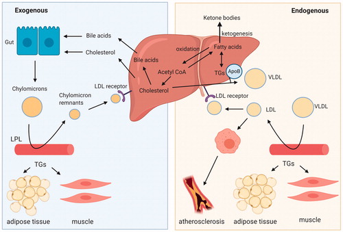 Figure 2. Overview of the lipid circulation throughout the human body with their carrier molecules, the lipoproteins. LPL: lipoprotein lipase; LDL: low-density lipoprotein; VLDL: very low-density lipoprotein; TGs: triglycerides; ApoB: apolipoprotein B. Created with BioRender.com.