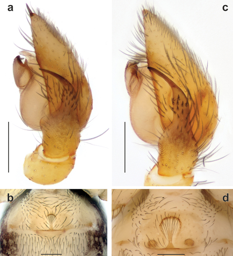Figure 4. Spinozodium denisi (a, b) and S. khatlonicum sp. nov. (c, d). (a, c) male palp, retrolateral view; (b, d) intact epigyne, ventral view. Scale bars = 0.2 mm.