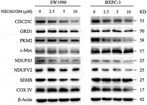 Figure 11. Western blot analysis of CDC25C related pathway.