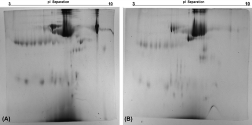 Figure 4. 2D-gel electrophoresis of untreated (A) and treated (B) human plasma with CB-PGMA nanobeads.