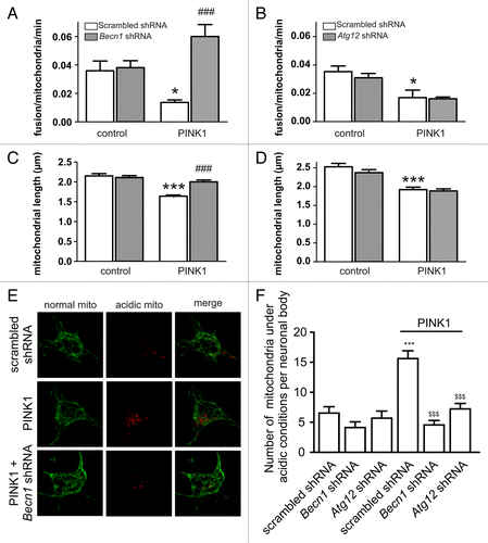 Figure 6. PINK1-induced inhibition of mitochondrial fusions requires BECN1. (A and B) Primary cortical neurons were transfected with mito-KikGR1 and empty vector (control) or PINK1 with scrambled shRNA, Becn1 shRNA, or Atg12 shRNA as indicated in the figure. Fusion rates were estimated as described in Materials and Methods. (A) PINK1 overexpression suppresses the mitochondrial fusion rate when coexpressed with scrambled shRNA but not when coexpressed with Becn1 shRNA (P = 0.003 for interaction, 2-way ANOVA). (B) The effect of PINK1 overexpression was not reversed by Atg12 shRNA (P = 0.628 for interaction). *P < 0.05 compared with control and ###P < 0.001 compared with the PINK1-only group. (C and D) Primary cortical neurons were transfected with EGFP, mito-pDsRed2 and empty vector (control) or PINK1 with scrambled shRNA, Becn1 shRNA, or Atg12 shRNA, and mitochondrial lengths were measured. (C) PINK1 overexpression led to mitochondrial shortening that was reversed by Becn1 shRNA (P < 0.001 for interaction). (D) The effect of PINK1 was not reversed by Atg12 shRNA (P = 0.410 for interaction). ***P < 0.001 compared with control and ###P < 0.001 compared with the PINK1-only group. (E and F) Primary cortical neurons were cotransfected with mitochondrially targeted Keima and scrambled shRNA, Becn1 shRNA, or Atg12 shRNA together with empty vector or PINK1. Images were acquired with a laser scanning confocal microscope using the 458 nm (green, mitochondria at neutral pH) and 561 nm (red, mitochondria under acidic pH) laser lines. (F) Red dots were counted manually by a blinded individual. ***P < 0.001 compared with scrambled shRNA, $$$P < 0.001 compared with the PINK1+scrambled shRNA.