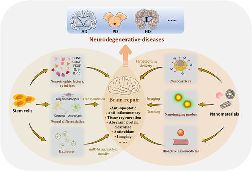 Figure 3 Schematic illustration of the cooperation of nanomaterials and stem cell therapies for brain repair in neurodegenerative diseases.