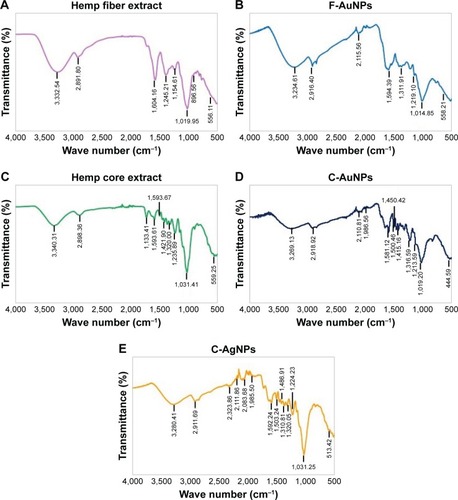 Figure 7 FTIR spectra of biosynthesized nanoparticles and plant extract for the identification of functional groups and interactions between molecules and the nanoparticle surfaces.Note: FTIR spectra of (A) hemp fiber extract, (B) F-AuNPs, (C) hemp core extract, (D) C-AuNPs, and (E) C-AgNPs.Abbreviations: C-AgNPs, core–silver nanoparticles; C-AuNPs, core–gold nanoparticles; F-AuNPs, fiber–gold nanoparticles; FTIR, Fourier transform infrared.