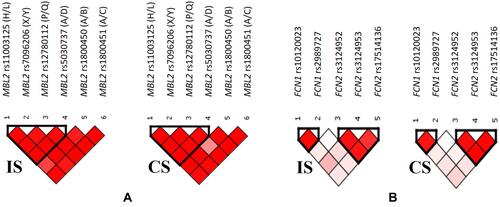 Figure 6 Relative position of SNPs and linkage disequilibrium map for the selected SNPs of MBL2 gene (A), as well as FCN1 and FCN2 genes (B) in ischemic stroke patients (IS) and control subjects (CS).
