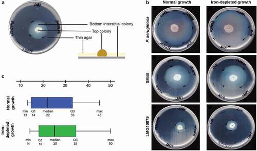 Figure 1. (a) Typical subsurface twitching motility agar interpretation. A colony on the surface of agar around the inoculation point (top colony) and a visible halo or hazy zone of bacteria that have twitched across the plate between the bottom of the agar and the Petri plate (interstitial colony). (b) A representative of the zone of twitching motility on twitching agar plates on normal and iron-depleted conditions. P. aeruginosa ATCC27853 (positive control), SM45 (clinical isolate) and LMG10879 (environmental isolate). The plates were flooded with TM developer solution. The zone of twitching motility was marked, and 1 cm line was drawn onto the plates. (c) Box-and-whisker plot for clinical isolates under normal and iron-depleted conditions. The twitching zone under normal condition (min: 13 mm, median: 22 mm, max: 45 mm), while iron-depleted condition (min:14 mm, median: 25 mm, max: 50 mm)