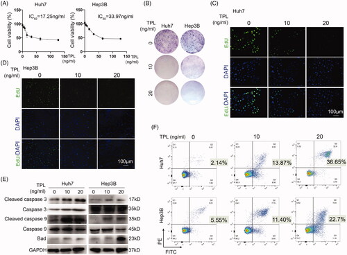 Figure 1. In vitro cytotoxicity of TPL on HCC. (A) CCK-8 was used to determine the killing effect of TPL on Huh7 and Hep3B cells. (B) TPL (10 and 20 ng/ml) markedly inhibited colony formation of Huh7 and Hep3B cells. (C, D) TPL markedly inhibited cell proliferation of these two cells. (E) Apoptosis-associated proteins, including cleaved caspase 3/9 and Bad were induced by TPL in a dose-dependent pathway. (F) Flow cytometry showed markedly induced apoptosis by TPL in Huh7 and Hep3B cells. The bar indicated 100 μm.