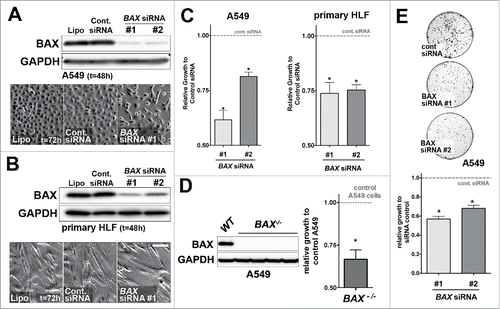 Figure 2. Effects of BAX knock down on A549 and primary HLF proliferation in vitro. (A) A549 cells or (B) primary HLF were treated with the transfection reagent alone (lipofectamine, Lipo.) or transfected with a non-targeting siRNA (Cont. siRNA) or two different BAX siRNA sequences for 48h. Immunoblot was revealed with an anti-BAX antibody and GAPDH as loading control. Phase contrast pictures of cells transfected with control lipofectamine alone (Lipo, left panel), control siRNA (Cont. siRNA, middle panel) and BAX siRNA #1 (right panel) suggest a decreased in proliferation in BAX siRNA #1 treated cells. Similar results were observed with BAX siRNA #2 (data not shown). (C) Effects of BAX siRNA #1 and #2 on the proliferation (cell count) of A549 cells (left panel, respectively 40.9%+/− 4.3 and 19%+/− 1.9 growth decrease for BAX siRNA #1 and #2, n = 7) and primary HLF (right panel, respectively 26%+/− 5 and 24.6%+/− 2.4 growth decrease for BAX siRNA #1 and #2, n = 7) compared to cells treated with control siRNA (gray dash line) at 48h (*p < 0.05,Wilcoxon rank t-Test). (D) Representative immunoblot confirming the absence of BAX protein in three independent BAX−/− A549 clones compared to control / wild type (WT) A549 cells. Immunoblot was revealed with an anti-BAX antibody and GAPDH as loading control. Effect of complete BAX loss of function on the proliferation of A549 cells (33.3%+/− 5.5 growth decrease for BAX −/− cells compared to control cells (n = 6), *p < 0.05, Wilcoxon rank t-Test). (E) Clonogenic assay performed with A549 cells transfected with control siRNA or with the two different BAX siRNA (respectively 44%+/− 5 and 32%+/− 3.2 decrease for BAX siRNA #1 and #2, n = 3). Pictures of Crystal violet stained colony assay of A549 cells after 5 days of serum starvation and 7 days of recovery in complete medium are showed on the upper part (500 cells were initially plated). Quantification of images from three independent experiments after Crystal violet staining is showed on the lower part. Note the growth inhibition in BAX siRNA A549 cells compared to controls. (*p < 0.05, rank t-Test, n = 3).