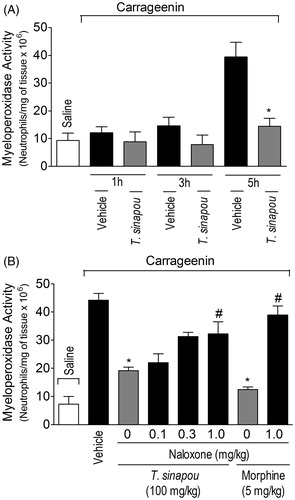 Figure 3. Tephrosia sinapou ethyl acetate extract inhibited neutrophil recruitment (myeloperoxidase activity) by an opioid-dependent mechanism. Panel A: mice were treated with vehicle or T. sinapou (100 mg/kg, i.p.) 30 min before carrageenin (100 µg/paw) stimulus. Panel B: mice were treated with naloxone (0.1–1 mg/kg, s.c., 1 h) before T. sinapou (100 mg/kg, i.p.), morphine (5 mg/kg, i.p.) or vehicle. After additional 30 min, mice received carrageenin injection (100 µg/paw). The neutrophil recruitment was evaluated by the myeloperoxidase activity at 1, 3 and 5 h (Panel A) and at 5 h (Panel B) after carrageenin injection using a kinetic colorimetric assay. Results are presented as means ± SEM of experiments performed with five mice per group and are representative of two separated experiments. *p < 0.05 compared to the carrageenin positive control vehicle group, #p < 0.05 compared to the naloxone negative control group (one-way ANOVA followed by Tukey’s test).