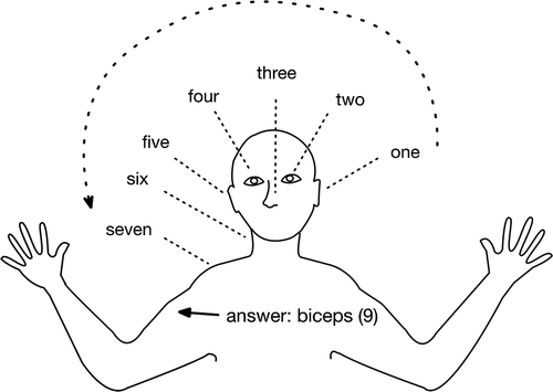 Figure 9. Using English number words and the Oksapmin body form to solve 16–7 = ?. The teacher begins with the ear (16) and counts body parts in reverse order to seven, leaving the solution to the subtraction problem, biceps (9).
