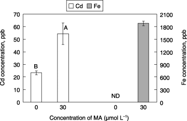 Figure 3  Solubilized amount shown as the concentration of Cd and Fe in the filtrated solutions by mugineic acid (MA) from mixtures of Cd and Fe gel. Cadmium gel and Fe gel were formed by precipitation in the presence of Na2S. Each value is the mean ± standard error (n = 4) and different letters at the top of each bar indicate significant differences (P < 0.05) according to the Ryan–Einot–Gabriel–Welsch multiple range test. ND, not detected.