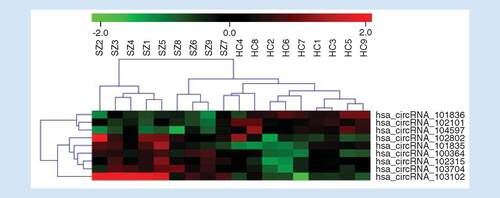 Figure 2. Heat map of the circular RNAs with altered expressions between groups (fold change ≥1.5; p < 0.05).Rows represent circular RNA species, and columns represent individual samples. Color gradations are used to represent the expression levels of circRNAs (red for high-expression and green for low-expression). The numbers with SZ denote individuals living with schizophrenia while HC denote healthy controls.HC: Healthy control; SZ: Schizophrenia.