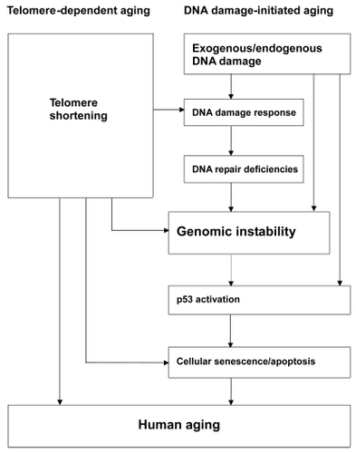 Figure 1 A hypothetical model: Genomic instability plays a central role during the aging process, triggered by two main stimuli, telomere shortening and DNA damage. (1) Telomere-dependent aging: Telomeres are essential for chromosomal stability. Telomere shortening and dysfunction can trigger DNA damage responses and are sufficient to induce cellular senescence. (2) DNA damage-initiated aging: DNA damage accumulates, along with DNA repair deficiencies, resulting in genomic instability and accelerated cellular senescence. Both mechanisms depend strongly on p53. These two mechanisms can act cooperatively to increase the overall level of genomic instability and trigger the onset of human aging phenotypes.