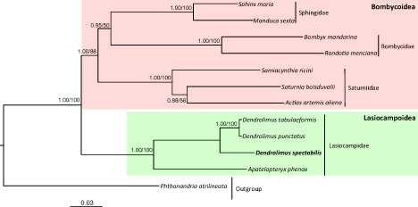 Figure 1. Phylogeny of Lasiocampoidea and Bombycoidea. Bayesian Inference (BI) and Maximum Likelihood (ML) methods produced the same topology based on concatenated 13 PCGs. The numbers at each node specify Bayesian posterior probabilities as percentages calculated by BI analysis (first value) and bootstrap percentages of 1000 pseudoreplicates by ML analysis (second value). The scale bar indicates the number of substitutions per site. One species of Geometroidea was utilized as an outgroup. GenBank accession numbers are as follows: Sphinx morio, KC470083; Manduca sexta, EU286785; Bombyx mandarina, AB070263; Rondotia menciana, KJ647172; Actias artemis aliena, KF927042; Samia cynthia ricini, JN215366; Saturnia boisduvalii, EF622227; Dendrolimus tabulaeformis, KJ913817; Dendrolimus punctatus, KJ913813; Apatelopteryx phenax, KJ508055 and Phthonandria atrilineata, EU569764.