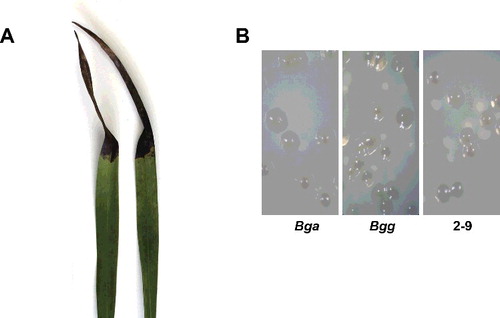 Figure 3. Natural symptoms of bacterial leaf rot caused by isolate 2-9 on Cymbidium orchids (A) and colony morphology of Burkholderia gladioli pv. galioli (Bga), Burkholderia gladioli pv. galioli (Bgg) and isolate 2-9 (B).