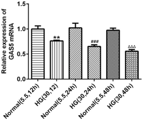 Figure 1 GAS5 was decreased in HK2 cells induced by HG. With the time of HG induction prolonged, GAS5 was gradually downregulated in HK2 cells. **P<0.01 vs normal (5.5, 12 hr) group. ###P<0.001 vs normal (5.5, 24 hr) group. ∆∆∆P<0.001 vs normal (5.5, 48 hr) group.