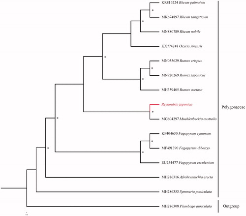 Figure 1. The best maximum likelihood (ML) phylogram inferred from 14 complete chloroplast genome sequences (accession numbers were listed in front of their names and ‘*’ indicates the bootstrap support values >95%).