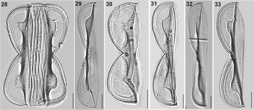 Figures 28–33. LM micrographs of Entomoneis paludosa at different focal planes. Fig. 28. Panduriform frustule in girdle view with sinusoid transition between valve body and keel, pronounced raphe canal and fibulae and numerous crossed girdle bands. Figs 29–33. Different valve sizes viewed in girdle view showing differences in sinusoid curvature of transition between valve body and keel. Scale bar = 10 µm.