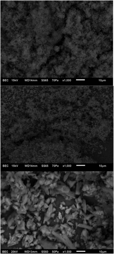 Figure 1. SEM images of white (top), yellow (middle) and blue (bottom) lupin polysaccharides