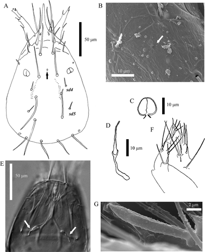 Figure 1. Acerentomon italicum Nosek, Citation1969 Head. A, Dorsal view, setae sd4 and sd5 are labeled, arrow indicates pore; B, detail of frontal pore (scanning electron microscope, SEM); C, pseudoculus (from Nosek Citation1969); D, canal of maxillary gland (from Nosek Citation1969); E, maxillary glands (interference contrast microscope); F, maxillary and labial palpus (from Nosek Citation1969); G, labial palp sensillum (SEM).