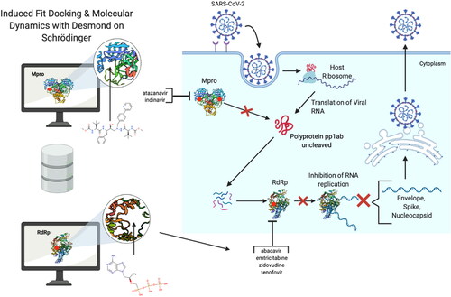 Figure 1. Overall schematic for the methods used in this paper and our significant results. Molecules are docked to key residues of the viral enzymes. The HIV ARVs that are predicted to bind to designated catalytic sites of the viral enzymes are those listed next to either bracket. The red dots indicate the designated catalytic sites for the purpose of this study. The binding and potential inhibition of these enzymes would disrupt the replication machinery of this virus, as shown by the replication schematic.