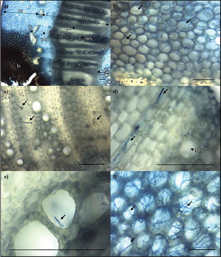 Fig. 4 (Colour online) Light micrographs showing S. sclerotiorum hyphae in stems of partially resistant B. napus accessions. Samples were stained with trypan blue in lactophenol. (a) Infected tissue layers are labelled with double-arrow lines, including cortex (co), vascular tissue (va) and pith (pi). Single-arrow lines show lesion (le), fibre cap (fc), phloem (ph), protoxylem (px) and metaxylem (mx). (b) Hyphae growing in the cortex of a stem lesion on K22. (c) Hyphae protruding from the protoxylem of a stem lesion on PAK93. (d) Hyphae growing laterally through the protoxylem ray cells, and (e) protruding from the metaxylem in K22. (f) Hyphae proliferating in the pith of DC21. Scale bar = 100 µm.