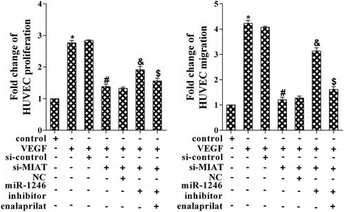 Figure 5. Effects of VEGF, MIAT, miR-1246 and enalaprilat on cell proliferation and migration. *P < 0.05 vs control, #P < 0.05 vs si-control, &P < 0.05 vs NC, $P < 0.05 vs miR-1246 inhibitor.