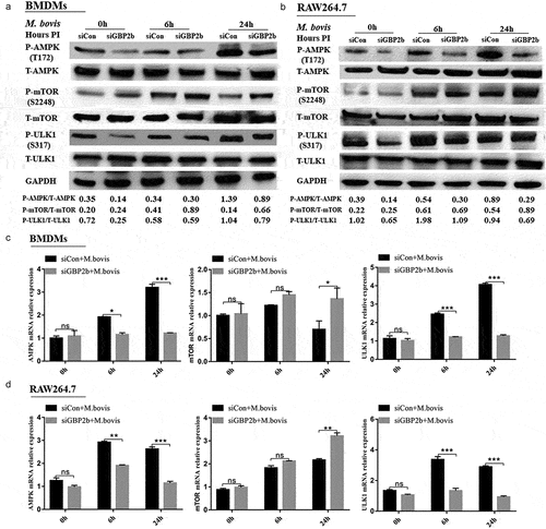 Figure 6. Downregulation of GBP2b expression reduces autophagy by downregulating AMPK/mTOR/ULK1 signaling during M. bovis infection. (a and b) the protein levels of p-AMPK, AMPK, p-mTOR, mTOR, p-ULK1, and ULK1 were determined by Western blot in BMDM cells (a) and RAW264.7 cells (b) transfected with siGBP2b and siCon and then infected 0, 6, and 24 h with M. bovis (MOI 10). (c and d) the mRNA levels of AMPK, mTOR, and ULK1 were determined by qRT-PCR in BMDM cells (c) and RAW264.7 cells (d) transfected with siGBP2b and siCon and then infected 0, 6, and 24 h with M. bovis (MOI 10). GAPDH acts as load control. n = 3; * represents P < 0.05 and ** represents P < 0.01 and *** represents P < 0.001; ns represents no significance.