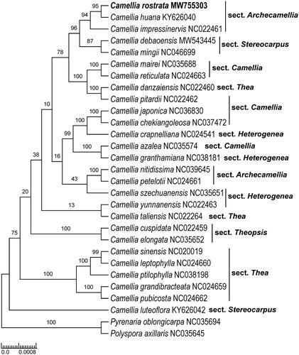 Figure 1. Maximum likelihood tree of Theaceae based on 28 complete chloroplast genome sequences, including Camellia rostrata (GenBank accession number is MW755303) sequenced in this study. The bootstrap support values are shown beside the nodes. Two representative taxa of Theaceae (Polyspora axillaris, NC035645; Pyrenaria oblongicarpa, NC035694) were used as outgroups.