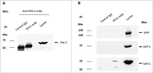Figure 6. Myosin 18A co-precipitates with PAK-2 and SHP-2, two key signal transducers in NK cell activation and degranulation processes. Immunoprecipitates were performed on YT2C2 cell lysates with DY12 or control IgG1 mAb and subjected to electrophoresis and immunoblotting using anti-PAK2 (A), SHIP, SHP-1 or SHP-2 (B) antibodies. Total YT2C2 cell lysates were used as positive controls.