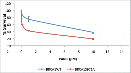 Figure 1. Primary Brca1S971A/S971A MEFs are more sensitive than Brca1+/+ MEFs to PARP inhibitor KU-0058948 in p53−/− background. Normal student t-test was used for statistical analysis. p = 0.02, 0.08 and 0.05 for PARPi at 0.1, 1 and 10μM, respectively. p = 0.0008 for overall curves(n = 3).