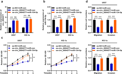 Figure 5. Circ_0004277 modulates the biological behaviors of AML cells by sponging miR-134-5p. A. qRT-PCR showed that the miR-134-5p mimics have no effect on the expression of circ_0004277. B. qRT-PCR indicated that miR-134-5p mimics could up-regulate the expression of miR-134-5p. C. CCK-8 assay showed that miR-134-5p mimics could reverse the effect of circ_0004277 overexpression plasmid on the viability of U937 and KG-1a cells. D. Transwell assay showed that the migration and invasion of U937 and KG-1a cells transfected with circ_0004277 overexpression plasmid was reversed by miR-134-5p mimics. ** P < 0.01, *** P < 0.001.