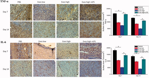 Figure 8. Immunohistochemistry analysis of IL-6 expression and TNF-α expression in diabetic wound sites treated with PBS, low concentrations of Exos, high concentrations of Exos, and high Exos + LPS concentrations at days 7 and 14; quantitative analysis of IL-6 expression and TNF-α expression. The data are presented as the means ± SD (n = 3); *p < .05.