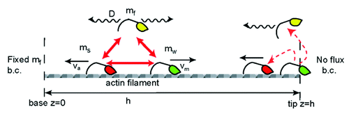 Figure 2. Schematic description of the calculated model of myosin distributions. We consider freely diffusing (yellow), processively walking (green) and stalled (red) myosins, that convert into each other (red arrows) with defined reaction coefficients. At the protrusion tip we illustrate the two types of boundary conditions that we used; walking motors detach and diffuse freely from the tip, or become stalled and are carried away by the actin treadmilling.