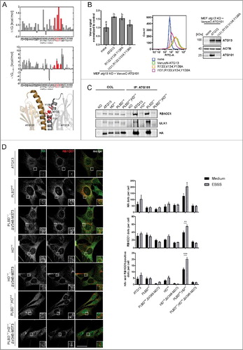 Figure 4. Mutation of residues I131, R133, V134 and Y138 in ATG13 is sufficient to inhibit its interaction with ATG101. (A) Computational alanine scanning of the ATG13-ATG101 interface was performed using the structure of the human ATG13-ATG101 HORMA heterodimer (PDB ID: 5C50, Citationref. 24) and the DrugScorePPI webserver Citation(ref. 37) (upper panel). ΔΔG denotes binding free energy differences for wild-type residue-to-Ala mutations; residues yielding ΔΔG > 1 kcal mol−1 are considered binding hot spots. In the middle panel, per-residue effective binding energies (ΔGbinding) computed by the MM-GB/SA approach (Citationref. 39, Citation40) are shown. Residues considered hot spots according to both methods are colored in red. In the lower panel, the localization of these residues in the ATG13 interface is shown. (B) atg13 KO MEFs stably expressing VenusC-ATG101 and VenusN-ATG13 (wild-type or the indicated mutants) were trypsinized and analyzed for Venus fluorescence using a flow cytometer. The median of fluorescence intensity for each sample was normalized to control cells lacking VenusN-ATG13 expression (“none”) and was plotted in a bar diagram representing mean ± SEM. Samples without significant difference display identical letters (Student t test, 2-sample assuming unequal variances). Representative data are plotted in a histogram. Cell lysates were examined for expression of the indicated proteins by immunoblotting. (C) atg13 KO MEFs retrovirally transfected with empty vector or cDNA encoding either HA-ATG13 or the indicated variants were lysed and cleared cellular lysates were subjected to immunopurification with anti-ATG101 antibodies and a protein A/G-Sepharose mix. Purified proteins were subjected to SDS-PAGE and analyzed by immunoblotting for RB1CC1, ULK1, or HA. (D) atg13 KO MEFs stably expressing the indicated HA-tagged ATG13 variants were grown on glass cover slips one day prior to incubation with starvation medium (EBSS) for 2 h, fixation and permeabilization. Immunofluorescence for HA (covance MMS-101P) and RB1CC1 was performed. An inverse confocal laser scanning microscope was used for imaging. Please note that we detected a high number of HA-positive puncta varying in size and intensity, of which only a minor portion colocalized with RB1CC1 puncta. This might be due to the exogenous expression of HA-ATG13 variants. Puncta and colocalization per cell quantification was done using fiji software. A minimum of 89 cells per stimulation was analyzed. Data represent mean + SEM. Statistical analysis using the Student t test, 2-sample assuming unequal variances was performed comparing EBSS to DMEM for each individual cell line. **P < 0.01, ***P < 0.001. Scale bar: 20 µm.