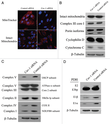 Figure 7 Loss of Cav-1 induces mitochondrial dysfunction in fibroblasts. (A) Cav-1 knock-down decreases mitochondrial activity. hTERT-fibroblasts were treated with Cav-1 siRNA (right) or control siRNA (left). Then, functional mitochondria with active membrane potential were visualized using MitoTracker staining (red, upper panels). In parallel, to visualize mitochondrial mass, cells were fixed and immunostained with an anti-intact mitochondrial membrane antibody (Red, lower panels). DAPI was used to stain nuclei (blue). Note that transient Cav-1 knock-down greatly decreases mitochondrial activity, without affecting mitochondrial biogenesis. Importantly, paired images were acquired using identical exposure settings. original magnification, 63x. (B) Cav-1 knock-down does not affect mitochondrial structural integrity. hTERT-fibroblasts treated with Cav-1 siRNA or control siRNA were subjected to Western blot analysis using a panel of antibodies evaluating the mitochondrial membrane integrity. This panel includes antibodies against the surface of intact mitochondria, the inner mitochondrial membrane (complex III Core1), the outer mitochondrial membrane protein (porin isoforms), the matrix space (cyclophilin D) and the intermembrane space (cytochrome C). β-tubulin was used as an equal loading control. Note that Cav-1 knock-down does not affect the status of the mitochondrial membrane integrity. (C) Cav-1 knock-down impairs oxidative phosphorylation in fibroblasts. The oxidative phosphorylation (OXPHOS) profile was evaluated by Western blot analysis on hTERT-fibroblasts treated with Cav-1 siRNA or control siRNA. The OXPHOS panel includes antibodies against the subunits of complexes (I–V) that are labile when the respective complex is improperly assembled. β-tubulin was used as an equal loading control. Note that the levels of the subunits of complex I, IV and V are decreased in Cav-1 knock-down cells. (D) Cav-1 knock-down downregulates PDH subunits in fibroblasts. hTERT-fibroblasts treated with Cav-1 siRNA or control siRNA were analyzed by Western blot using antibodies against PDH subunits. β-tubulin was used as an equal loading control. Note that Cav-1 knock-down decreases the expression of three PDH subunits (E1α, E1β and E2).