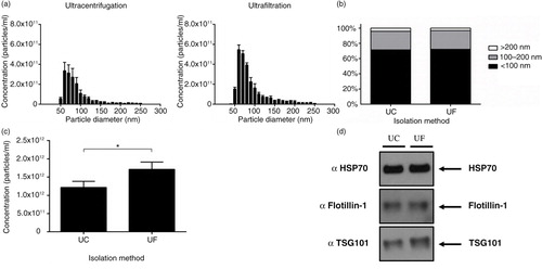 Fig. 3.  Ultrafiltration recovers more particles compared to ultracentrifugation. (a) Size distribution of particles before density gradient purification. (b) Percentage of particle size ranges from ultracentrifugation and ultrafiltration isolations. (c) Ultrafiltration was shown to significantly increase the recovery of <100 nm particles compared to ultracentrifugation; n=3±SEM, *p<0.05. (d) Western blot analysis of equal volumes from ultracentrifugation and ultrafiltration did not show a large difference in protein markers for exosomes. UC: ultracentrifugation; UF: ultrafiltration.