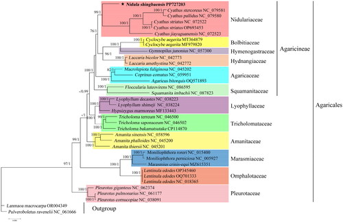 Figure 3. Phylogenetic tree constructed based on 14 core mitochondrial protein-coding genes. The phylogenetic tree shows the evolutionary relationship between N. shingbaensis and 33 other Agaricales species, with Lanmaoa macrocarpa and Pulveroboletus ravenelii as outgroups. This topology is the best topology constructed by Bayesian analysis. Two phylogeny-building methods (BI and ML) generate basically identical topologies. The node support value from ML is before the slash, and the node support value from BI is after the slash. Each fungal family is shown in different colors. The short bar at the bottom of the tree is the distance scale (scale bar = 0.050). Mitochondrial genomes used in the phylogenetic analysis were as follows, along with the corresponding references: Nidula shingbaensis PP727203 (this study), Cyathus stercoreus NC_079581, Cyathus pallidus NC_079580, Cyathus jiayuguanensis NC_072523, Cyathus striatus NC_072522, Cyathus striatus OP693453 (Li et al. Citation2023), Cyclocybe aegerita MT364879 (Liu et al. Citation2020), Cyclocybe aegerita MF979820 (Xu et al. Citation2017), Gymnopilus junonius NC_057300 (Cho et al. Citation2021), Laccaria bicolor NC_042773, Laccaria amethystina NC_042772 (Li et al. Citation2020), Macrolepiota fuliginosa NC_045202 (unpublished), Coprinus comatus NC_059951 (unpublished), Agaricus bitorquis OQ571893 (Zhao et al. Citation2023), Floccularia luteovirens NC_086595 (unpublished), Squamanita imbachii NC_087823 (unpublished), Lyophyllum decastes NC_038223, Lyophyllum shimeji NC_038224 (Li et al. Citation2019), Hypsizygus marmoreus MF133443 (unpublished), Tricholoma terreum NC_046500, Tricholoma saponaceum NC_046502 (Huang et al. Citation2021), Tricholoma bakamatsutake CP114870 (Ichida et al. Citation2023), Amanita sinensis NC_058596, Amanita phalloides NC_045200, Amanita thiersii NC_045201 (Li et al. Citation2023), Moniliophthora roreri NC_015400, Moniliophthora perniciosa NC_005927, Marasmius crinis-equi MZ615351 (Ali et al. Citation2021), Lentinula edodes OP345460 (Kim et al. Citation2022), Lentinula edodes OQ701333 (unpublished), Lentinula edodes NC_018365 (unpublished), Pleurotus giganteus NC_062374 (Liu et al. Citation2022), Pleurotus pulmonarius NC_061177 (unpublished), Pleurotus cornucopiae NC_038091 (Xu et al. Citation2018), Lanmaoa macrocarpa OR004349 (Zheng et al. Citation2023), and Pulveroboletus ravenelii NC_061666 (Cho et al. Citation2022).