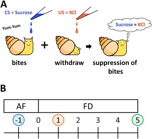 Figure 1. Food deprivation affects CTA learning ability in Lymnaea stagnalis (A) CTA procedure. After paired presentation of a sucrose solution (CS) and a KCl solution (US), the sucrose solution no longer induces feeding behavior. (B) Food deprivation diagram. The day of the start of fasting was defined as Day 0.
