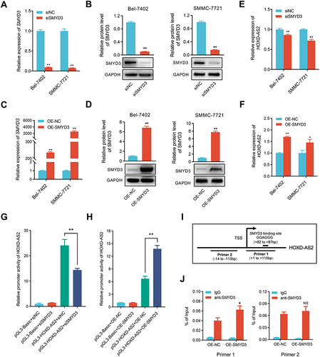 Figure 9 HOXD-AS2 can be positively regulated by its downstream gene of SMYD3 in HCC cells. The knockdown efficiency of SMYD3 in HCC cells was examined by qRT-PCR (A) and western blotting (B). The overexpression efficiency of SMYD3 in HCC cells was determined by qRT-PCR (C) and western blotting (D). The effect of knockdown (E) or overexpression (F) of SMYD3 on HOXD-AS2 expression was validated by qRT-PCR. The effect of knockdown (G) or overexpression (H) of SMYD3 on the promoter activity of HOXD-AS2 was evaluated by dual-luciferase reporter assay. (I) Schematic diagram of SMYD3 binding site in HOXD-AS2 promoter and amplification position of ChIP-qPCR primers. (J) The binding abundance of SMYD3 on the HOXD-AS2 promoter upon SMYD3 overexpression was detected by ChIP-qPCR. siNC, negative control group; siSMYD3, SMYD3 knockdown group; OE-NC, empty vector group; OE-SMYD3, SMYD3 overexpression group, pGL3-Basic, pGL3-Basic empty vector; pGL3-HOXD-AS2, pGL3-Basic vector containing the HOXD-AS2 promoter. TSS, transcription start site. Data are given as mean ± SD (n = 3). *p < 0.05, **p < 0.01.