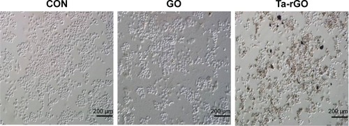 Figure 2 Toxicity of GO and Ta-rGO to human ovarian cancer cells.Notes: The morphology of human ovarian cancer cells was determined after 24 hours of exposure to GO and Ta-rGO (50 μg/mL). Images were captured by interference contrast light microscopy.Abbreviations: CON, control; GO, graphene oxide; rGO, reduced graphene oxide; Ta-rGO, GO reduced by Typha angustifolia leaf extract.