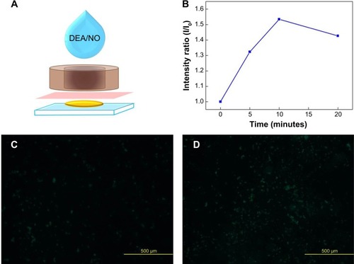 Figure 7 (A) Setup for dropping DEA/NO solution into the isolator through the polyethylene membrane. (B) Relative intensity of microbeads as a function of reaction time after adding a 10-equiv DEA/NO solution. The relative intensity of the fluorescence microscope image increased to 52% after 10 minutes. This was greater than the brightness of the reference solution (deionized water). Fluorescence microscope images of the microbeads after adding (C) 0-equiv DEA/NO solution and (D) 10-equiv of DEA/NO solution after 10 minutes.Abbreviations: DEA/NO, diethylamine NONOate; equiv, equivalent.