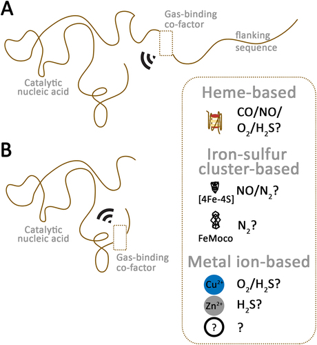 Figure 1. Model of putative gas-sensing riboceptors. (A) a riboceptor can consist of a ribozyme or deoxyribozyme associated with sequences capable of binding diverse gas-binding cofactors. (B) a riboceptor can consist of a ribozyme or deoxyribozyme containing sequences capable of binding diverse gas-binding cofactors. The gas-binding must modulate the ribozyme activity.