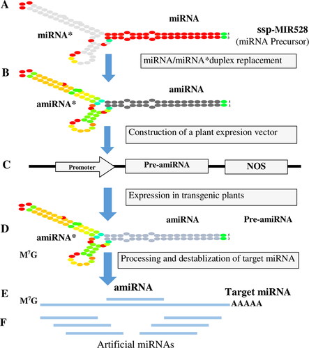 Figure 9. Schematic representation of amiRNA-mediated gene-silencing strategy and determinants for experimental workflow was designed to develop transgenic sugarcane cultivars. The candidate amiRNA is the consensus ssp-MIR528 precursor, and it is designed after miRNA/miRNA duplex replacement. More pre-amiRNA is processed to develop a mature amiRNA/amiRNA* duplex.