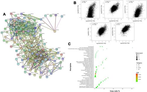 Figure 11 Expression and functional enrichment of SEPHS2-related patterns across different cancer types. (A) Protein–Protein Interaction network for SEPHS2 established using STRING database. (B) Scatter plot representation of the top five genes significantly related to SEPHS2. (C) GO and KEGG pathways were enriched in SEPHS2-related patterns. (The X-axis represents the gene ratio, and the Y-axis represents enriched terms. The four shapes: circle, triangle, cross, and square represent BP, CC, MF, KEGG respectively. The size of the graph shapes shows the levels of enrichment of SEPHS2 related-genes in a specific pathway.).