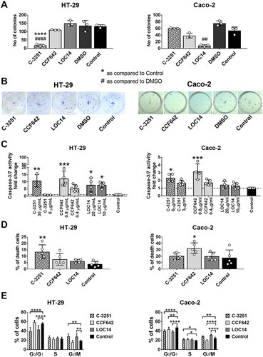 Figure 5. The influence of PDIA1 inhibitor C-3251 on the clonogenic potential (A, B), cell death (C, D) and cell cycle (E) of human colon cancer HT-29 and CaCo-2 cells. Dashed line designated control level. Data represent the means ± SD of least three independent experiments. Statistical analysis was performed using Kruskal–Wallis followed by Dunn’s (A, C: CaCo-2), one-way ANOVA followed by Sidak’s (A, C: HT-29; D) or two-way ANOVA followed by Dunnett’s (E) multiple comparisons test (*p = 0.05, **, ##p = 0.01, ***p = 0.001, ****, ####p = 0.0001).